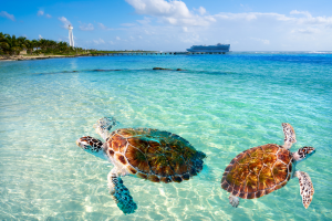 Crucero Caribe — Fin de año
